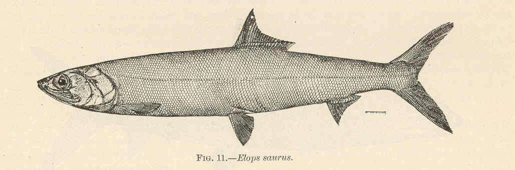 Image of lady fishes