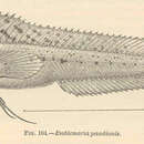 Image of Sailfin Blenny