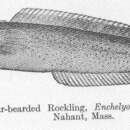 Слика од Enchelyopus cimbrius (Linnaeus 1766)
