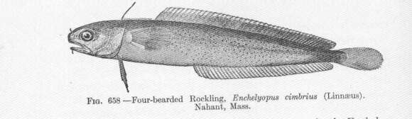 Image of Enchelyopus