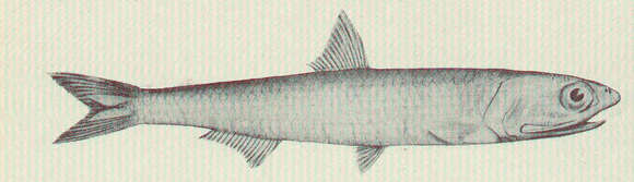 Image of Engraulis