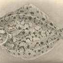 Image of Fringelip dwarf flounder