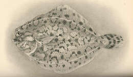 Image of Fringelip dwarf flounder