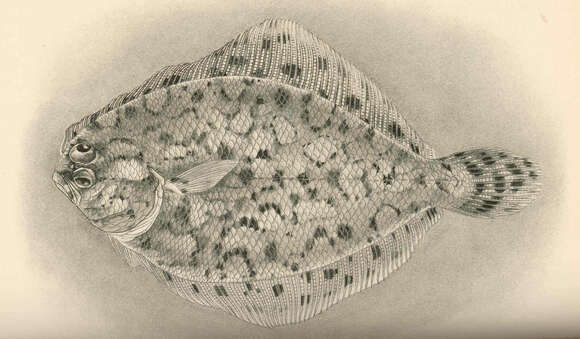 Image of Fringelip dwarf flounder