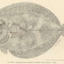Image of Engyprosopon xenandrus Gilbert 1905