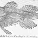 Image of Buffalo sculpin