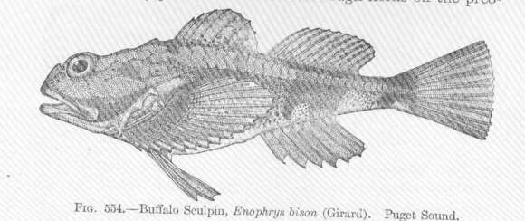 Image of Enophrys