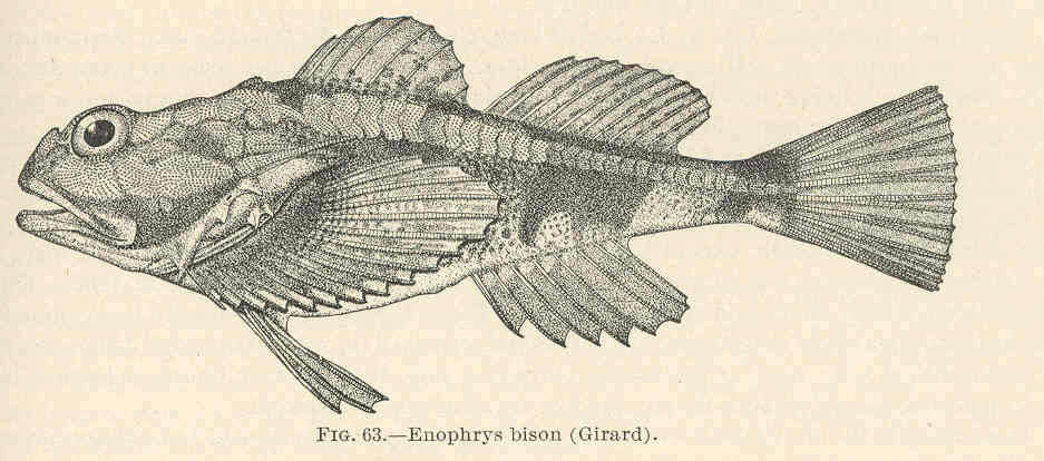 Image of Enophrys