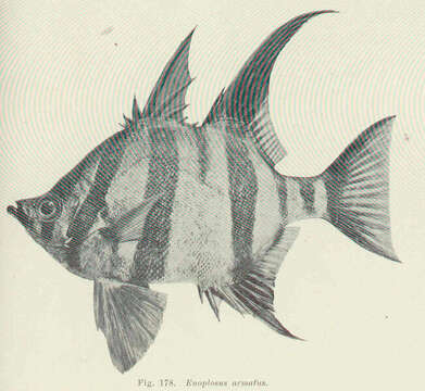 Image of Enoplosus