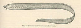 Image of northern lampreys