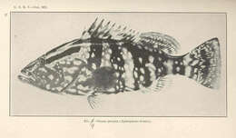 Слика од Epinephelus striatus (Bloch 1792)