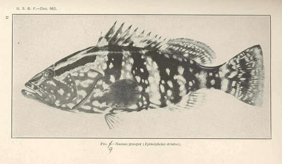 Epinephelus striatus (Bloch 1792) resmi