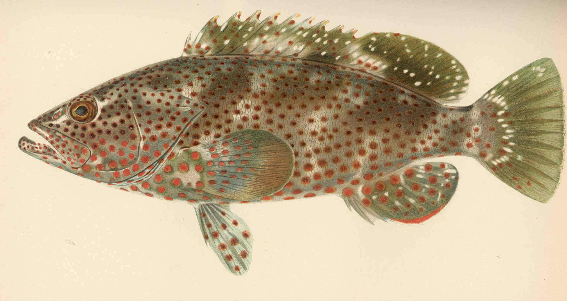 Epinephelus adscensionis (Osbeck 1765) resmi