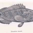 斜帶石斑魚的圖片