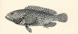 Image of Hexagon grouper