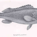 Image of Brown rock-cod