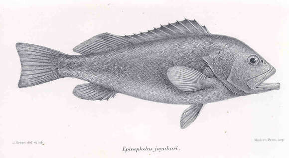 Imagem de Epinephelus multinotatus (Peters 1876)