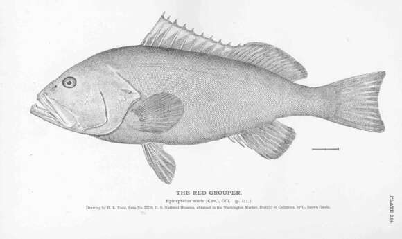 Image of Red Grouper