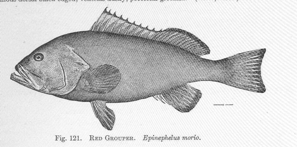 Imagem de Epinephelus morio (Valenciennes 1828)