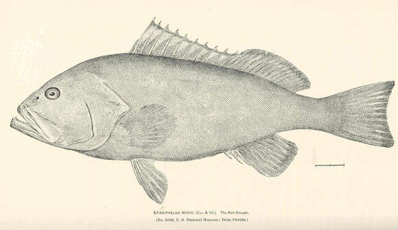 Image of Red Grouper