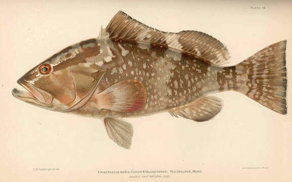 Image of Red Grouper