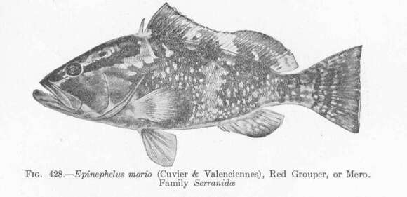 Image of Red Grouper