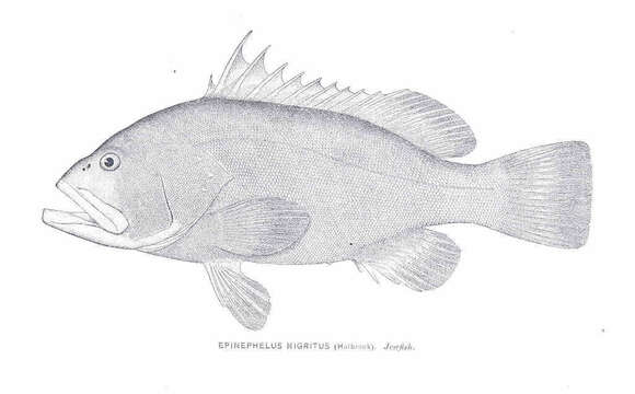 Image of Hyporthodus