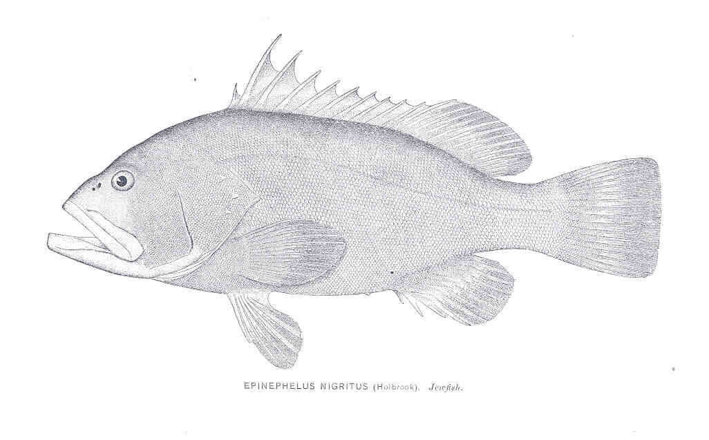 Hyporthodus resmi