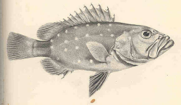 صورة Hyporthodus