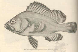 Image de Hyporthodus