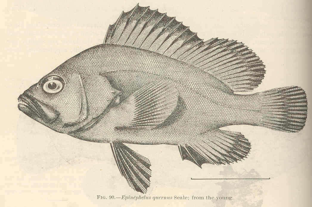 Image of Hyporthodus