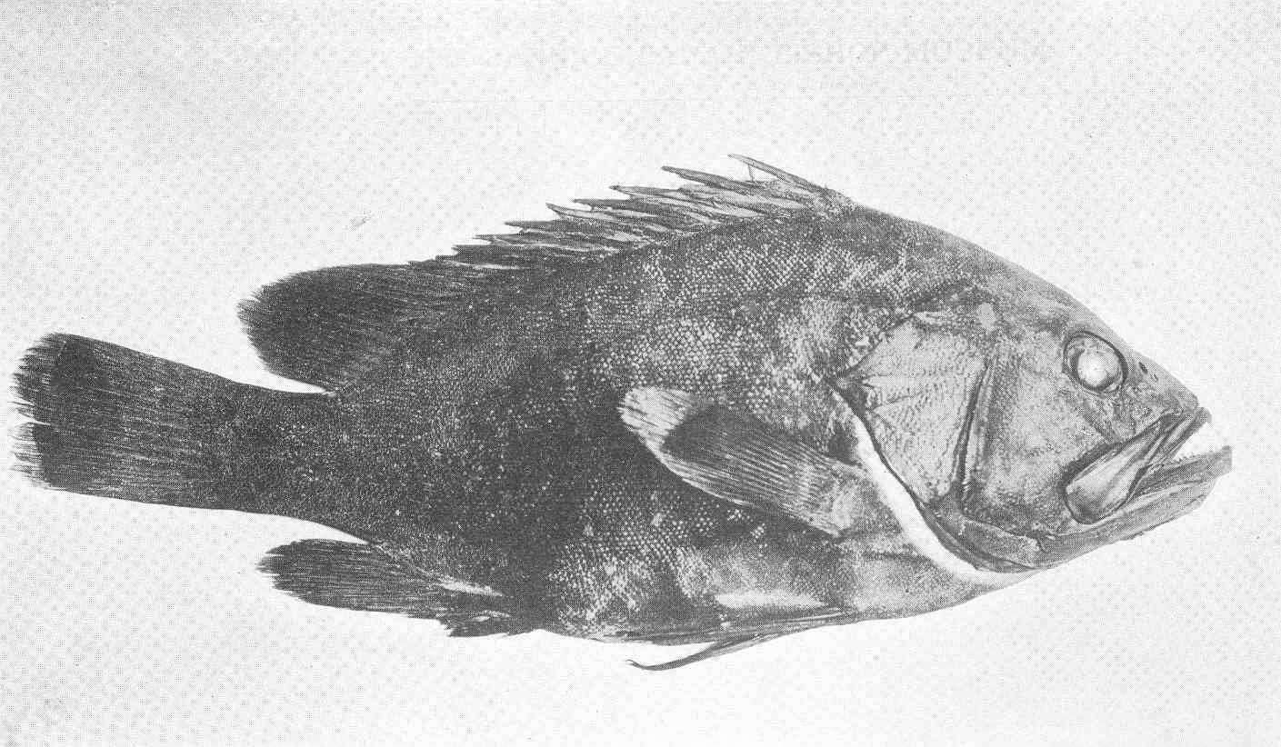 Image of Hyporthodus