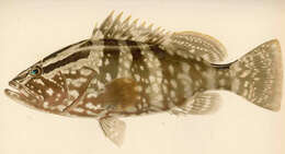 Epinephelus striatus (Bloch 1792) resmi