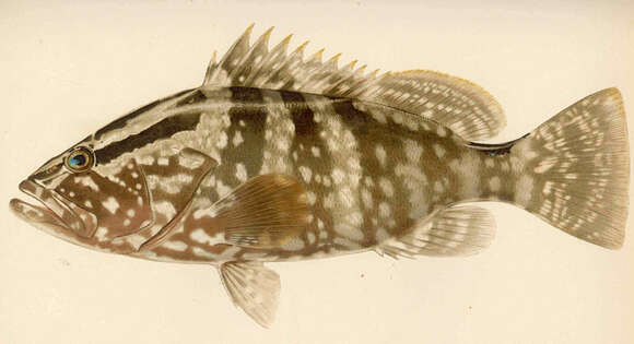 Image of Nassau Grouper