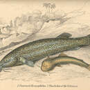 Image of Eremophilus