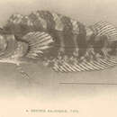 Imagem de Gobioclinus kalisherae (Jordan 1904)