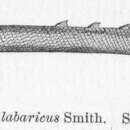 Image de Erpetoichthys calabaricus Smith 1865