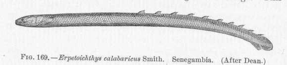 Image of Erpetoichthys