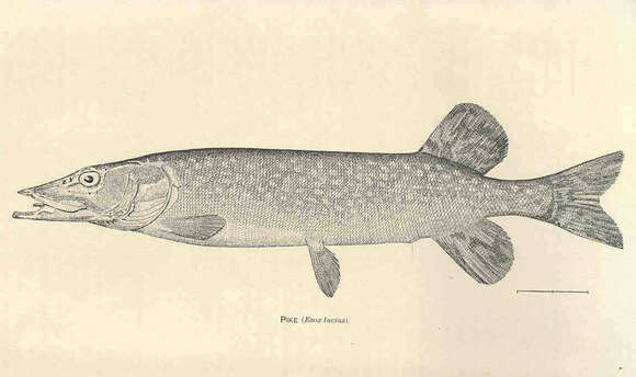 Image de Esox