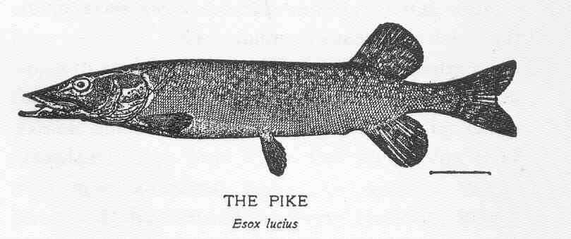 Image of mudminnows and pikes