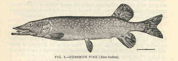 Image de Esox