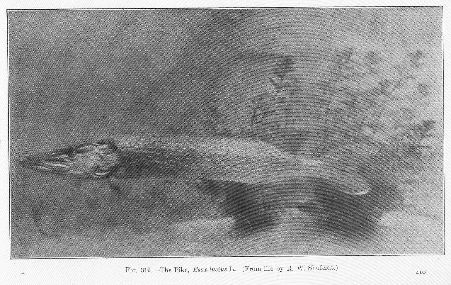 Image of mudminnows and pikes