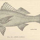 صورة Etelis oculatus (Valenciennes 1828)