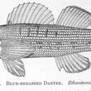 Image of Bluebreast Darter