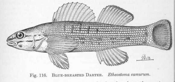 Image of Bluebreast Darter