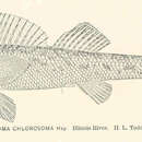 Sivun Etheostoma chlorosomum (Hay 1881) kuva