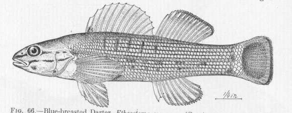 Image of Bluebreast Darter