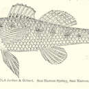 Plancia ëd Etheostoma fonticola (Jordan & Gilbert 1886)