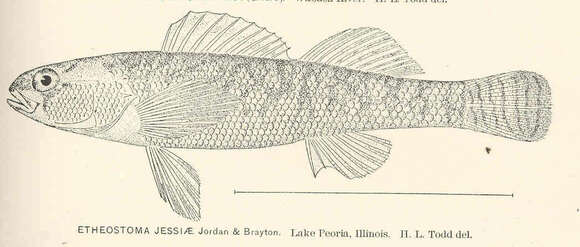 Image of Blueside Darter