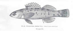 Image de Etheostoma jordani Gilbert 1891